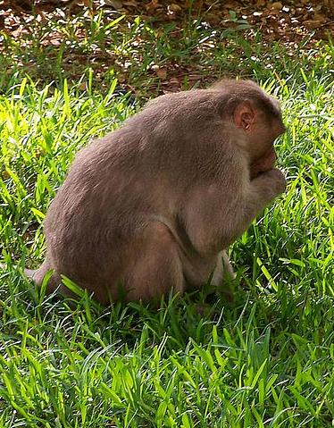monkey eating photo by Karthik Naidu